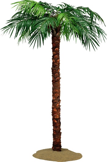 пальма, пальмовое дерево