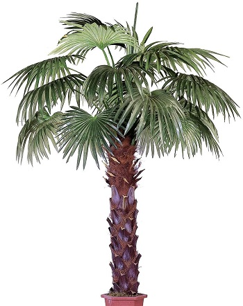 пальма, пальмовое дерево